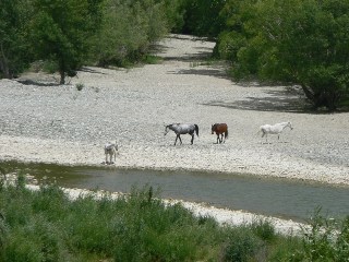 Horses meander beside the Clutha near Dumbarton